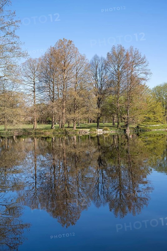 Ibrüggers pond in the municipal park, trees on the bank, reflection, Gütersloh, Westphalia, North Rhine-Westphalia, Germany