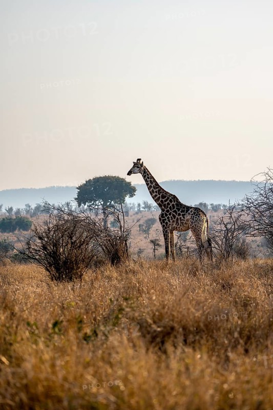 Southern giraffe (Giraffa giraffa giraffa) in the savannah, Kruger National Park, South Africa