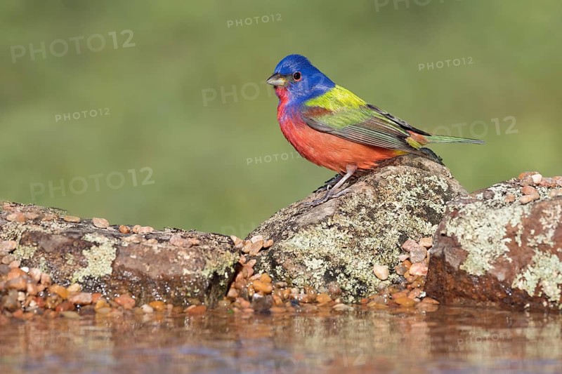Painted Bunting (Passerina ciris) male at a waterhole, Texas, USA