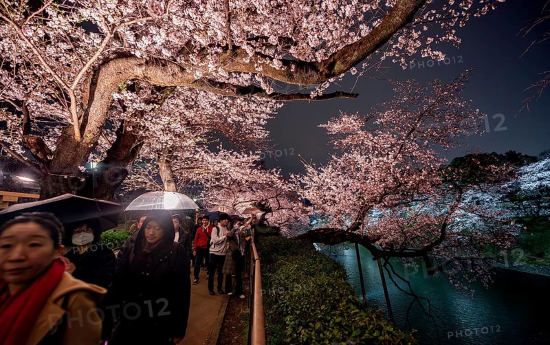 People walking under blooming illuminated cherry trees at night, Japanese cherry blossoms in spring, Hanami Festival, Chidorigafuchi Green Way, Tokyo, Japan