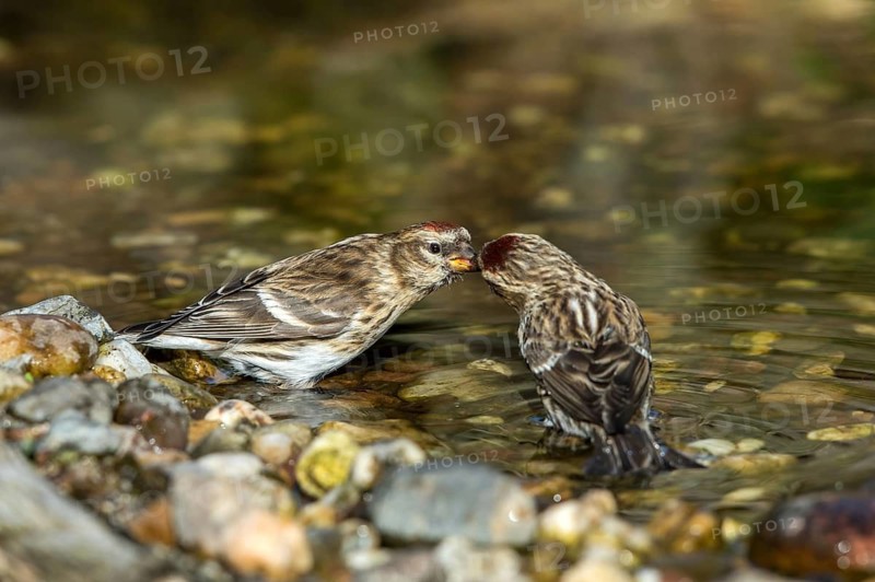 Common Redpoll (Acanthis flammea) male feeding female at stream, Mecklenburg-Western, Pomerania, Germany
