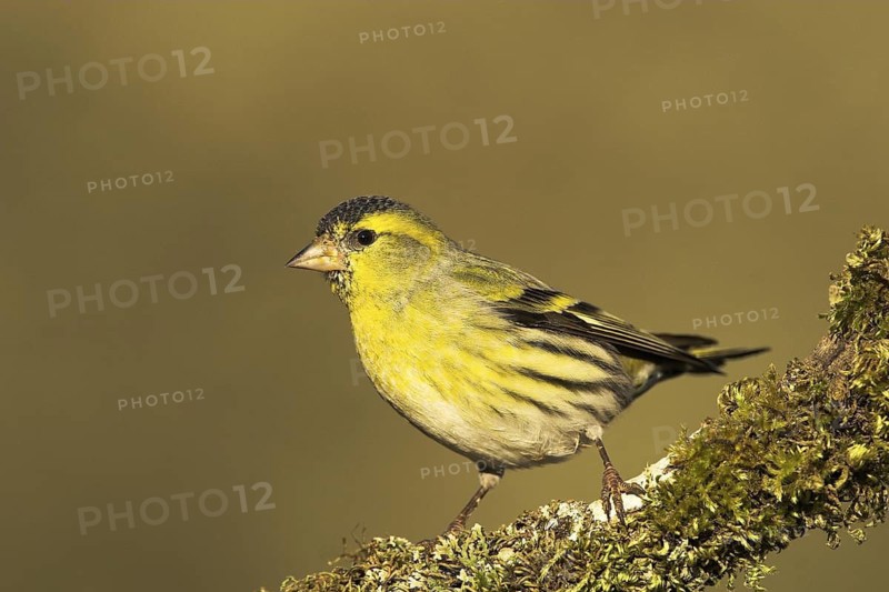 Eurasian Siskin (Spinus spinus) male, Castile-La Mancha, Spain