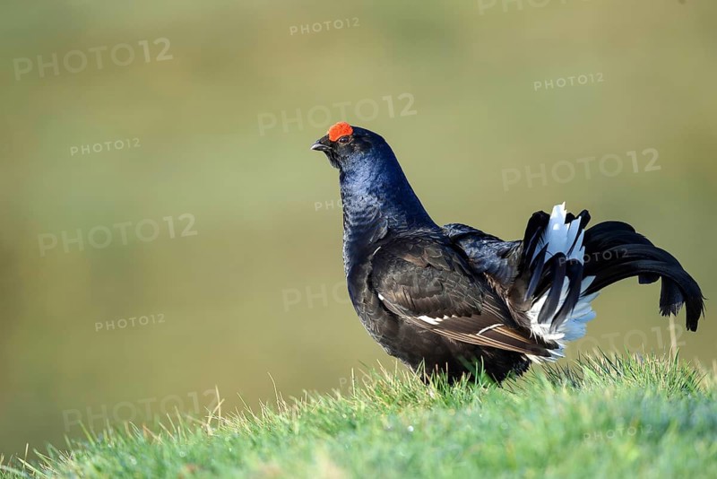 Courting black grouse, in a meadow, (Tetrao tetrix), female, animals, birds, chicken birds, courtship, courtship, Alps, Austria
