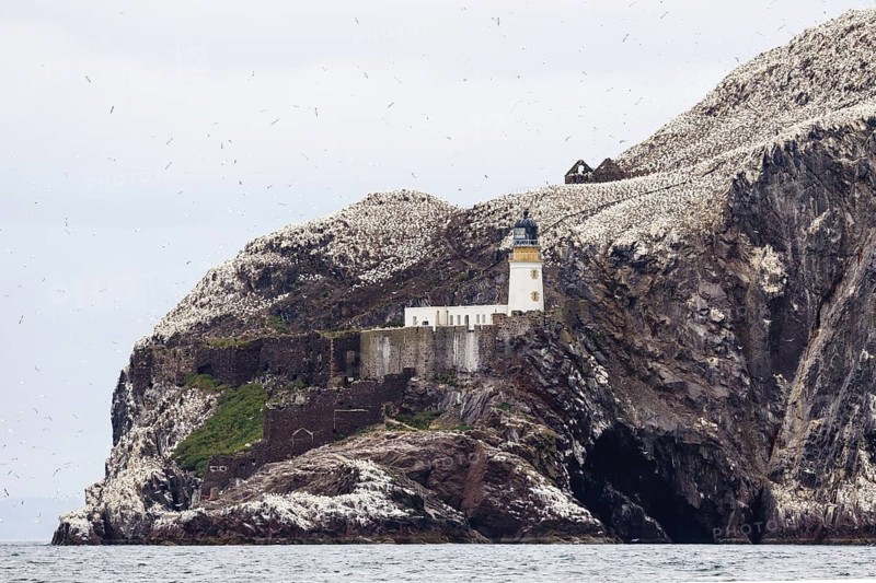 Northern Gannet (Morus bassanus), Bass Rock, Scotland, United Kingdom