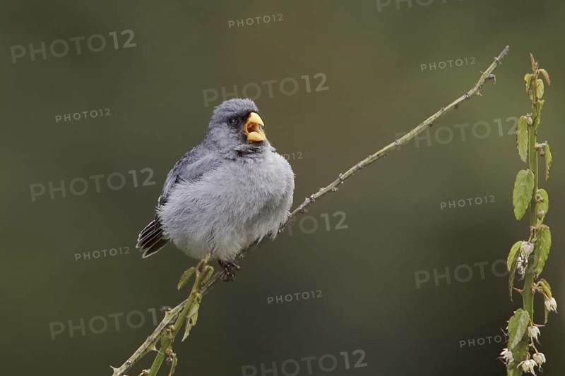 Band-tailed Seedeater (Catamenia analis), Ecuador