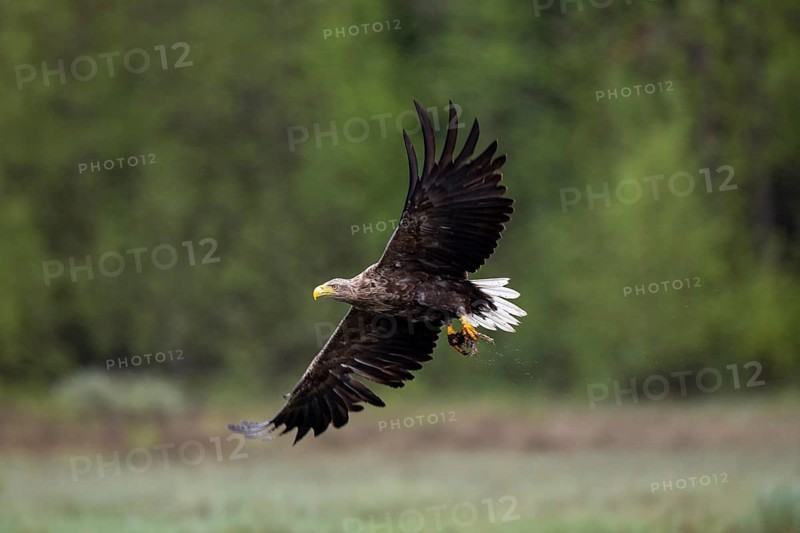 White-tailed eagle (Haliaeetus albicilla), Kuusamo, Finland