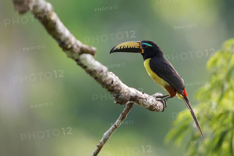 Lettered Aracari (Pteroglossus inscriptus) perched on a branch in Ecuador