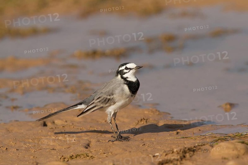 White Wagtail (Motacilla alba subpersonata), Morocco