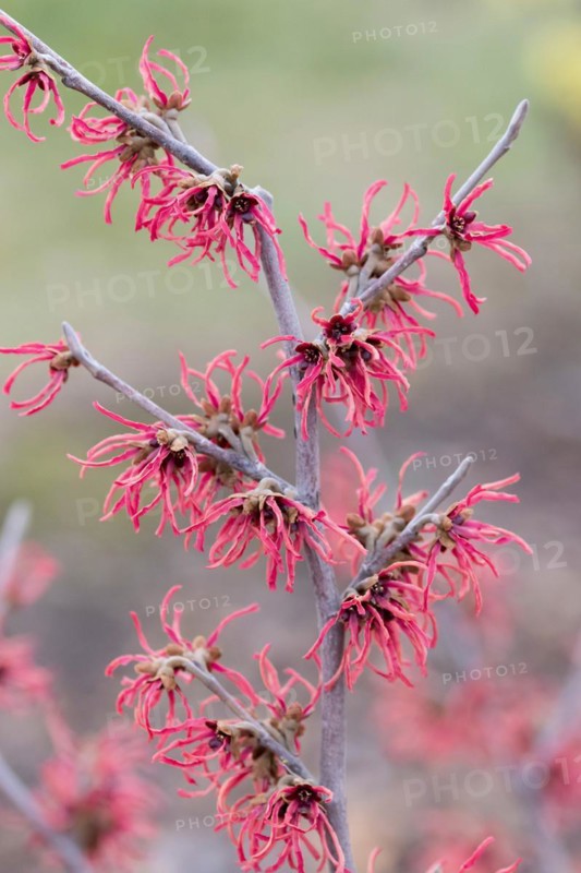 Hamamelis × intermedia 'Ruby Glow', Cambridge Botanical Garden, Germany
