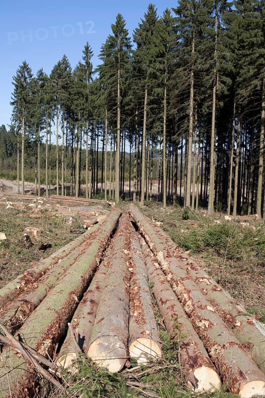 Forestry, Meinerzhagen, North Rhine-Westphalia, Germany, Europe, Waldwirtschaft, Meinerzhagen, Nordrhein-Westfalen, Deutschland, Europa