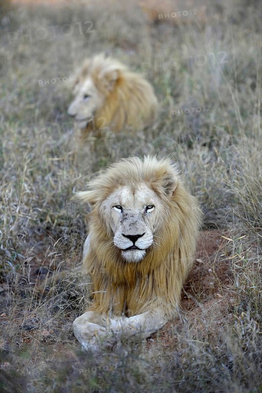 White Lions (Panthera leo), male animals, Tsau! nature reserve of the Global White Lion Protection Trust, GWLPT, near Hoedspruit, South Africa