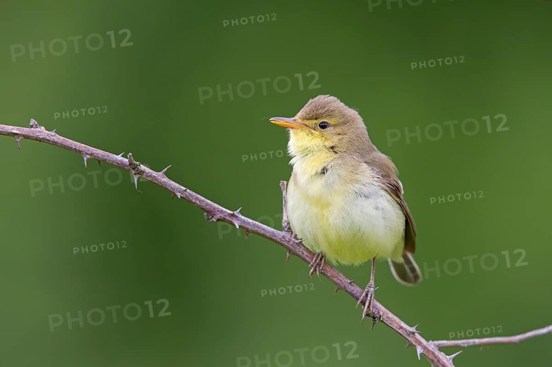Orpheus warbler, (Hippolais polyglotta), Hypolaïs polyglotte, animals, birds, songbirds, reed warbler family, perch, biotope, habitat, branch, district Neustadt an der Weinstrass, Rhineland-Palatinate, Germany