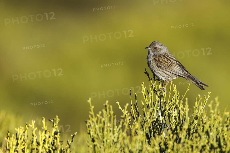Dunnock (Prunella modularis), Madrid, Spain