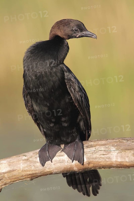 Pygmy Cormorant (Microcarbo pygmeus), Hungary