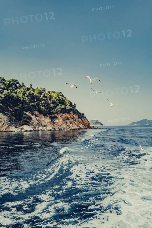 Seagulls off the coast of the Greek island of Skiathos, Greece