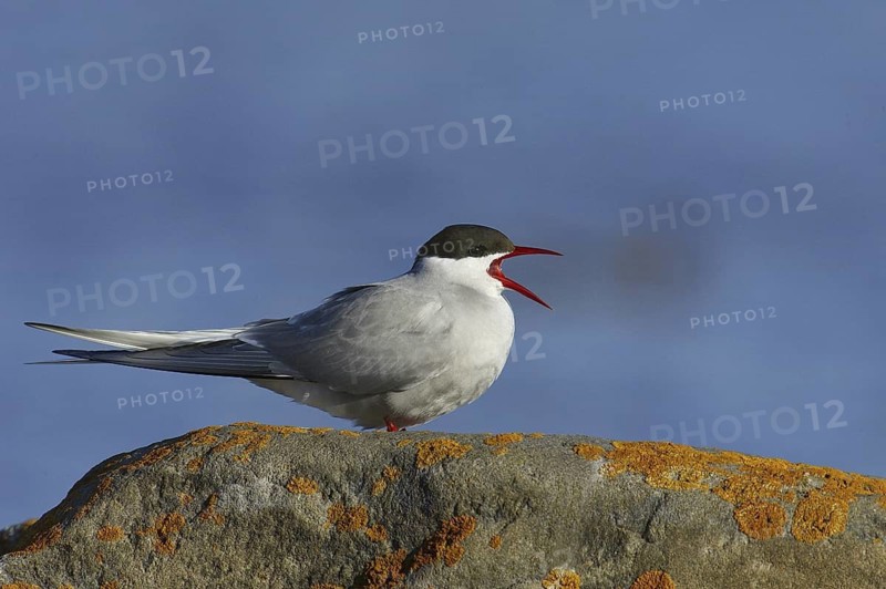 Arctic Tern (Sterna paradisaea), Manitoba, Canada