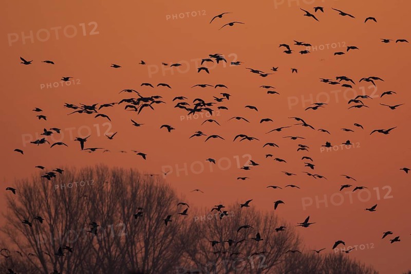 Greater White-fronted Goose (Anser albifrons) flock flying, North Rhine-Westphalia, Germany