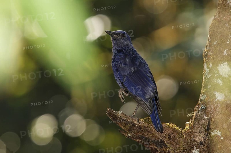 Blue Whistling Thrush (Myophonus caeruleus), Doi Lang, Thailand