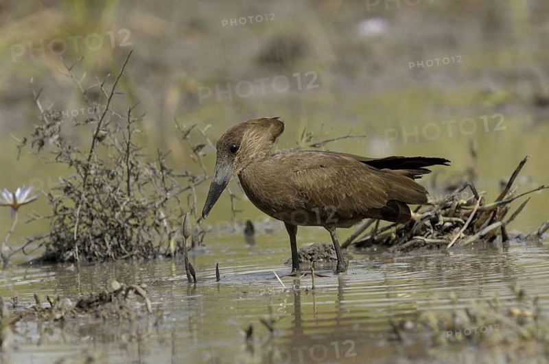 Hamerkop (Scopus umbretta), Gambia