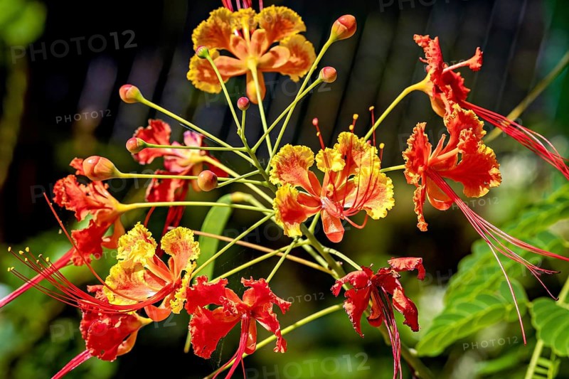 Brilliant red and yellow flowers with filigree shapes against a blurred background in a tropical atmosphere, a Caesalpinia pulcherrima, also known as peacock bush or pride of Barbados near Sigiriya in Sri Lanka