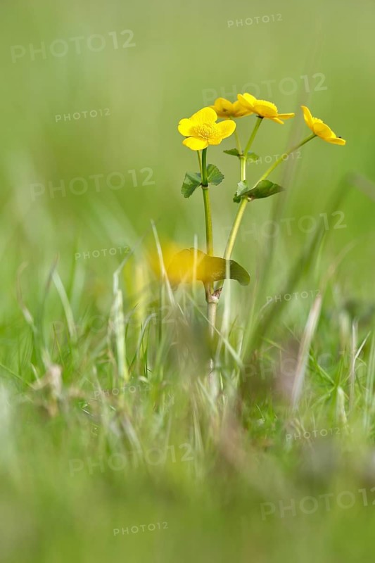 Marsh marigold (Caltha palustris), flowers of wetland biotopes, yellow flower, Flusslandschaft Peenetal nature park Park, Mecklenburg-Western Pomerania, Germany