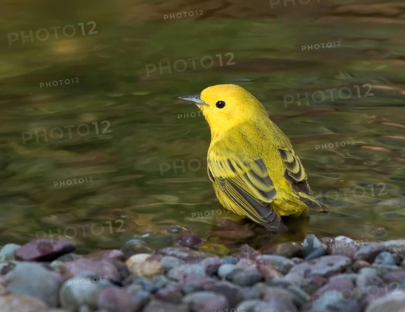 A male Yellow Warbler, Setophaga petechia, bathing in a backyard pond in Saskatoon, Saskatchewan