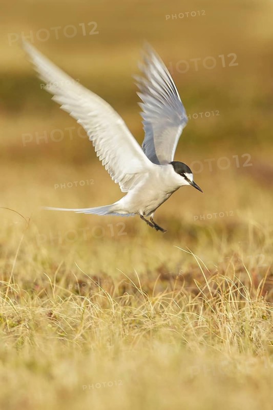 Aleutian Tern (Onychoprion aleuticus) flying near Nome, Alaska
