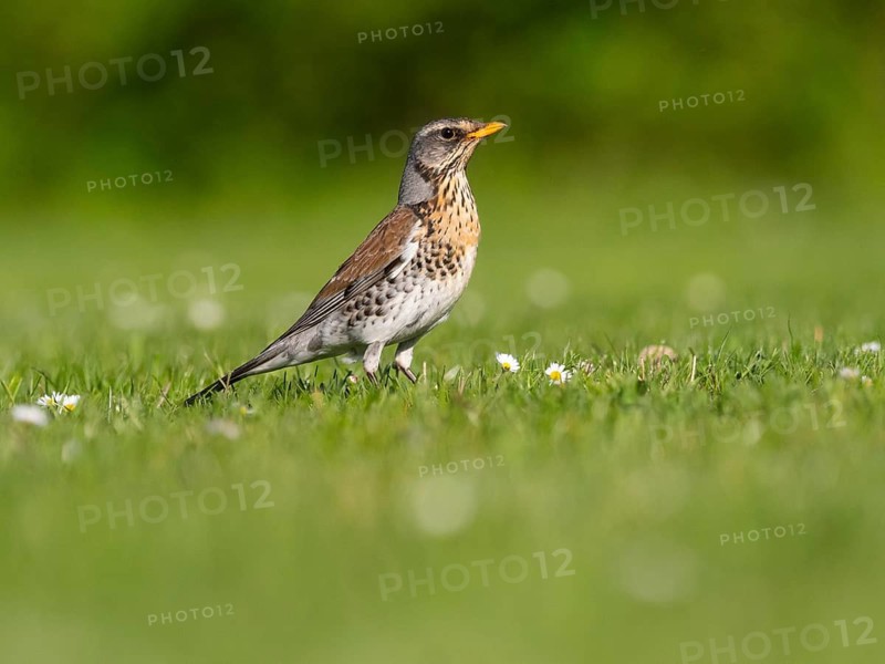Fieldfare, (Turdus pilaris), adult bird, in summer, feeding on a meadow, Hesse, Germany
