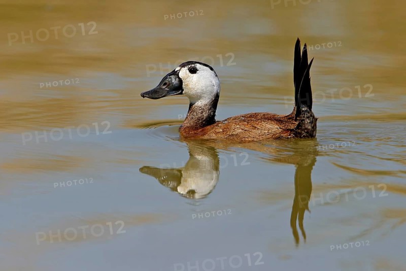 White-headed Duck (Oxyura leucocephala), male, drake, Hides de El Taray Floating Hide, Villafranca de los Caballeros, Castilla La Mancha Toledo, Spain