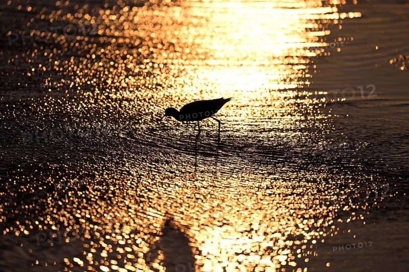 Avocet (Recurvirostra avosetta) in blue water against the light, Texel, North Holland, Netherlands