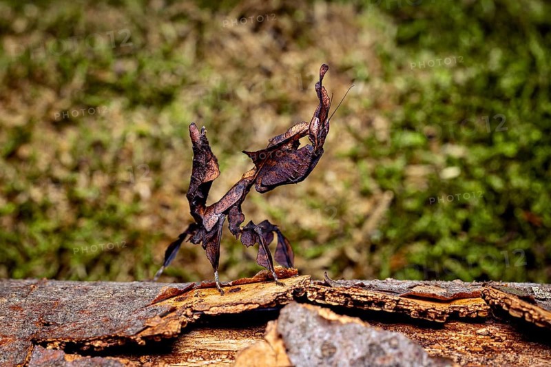 Dark brown grasshopper on tree bark looks like a leaf, ghost mantis (Phyllocrania paradoxa)