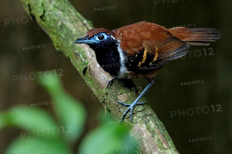 Ferruginous-backed Antbird (Myrmeciza ferruginea) perched on a branch in the rainforest of Guyana