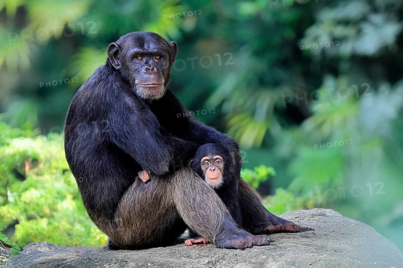 Chimpanzee (Pan troglodytes), adult, female, mother, baby, young animal, social behaviour