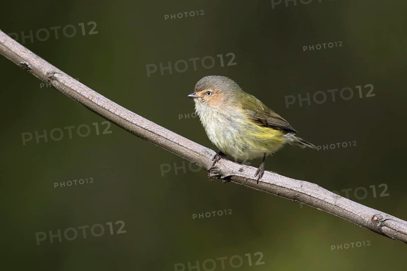 Weebill (Smicrornis brevirostris), Victoria, Australia