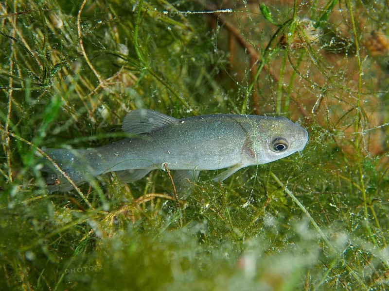 A single fish, tench (Tinca tinca) juvenile, swimming amidst algae. Dive site Wildsau, Berlingen, Lake Constance, Switzerland