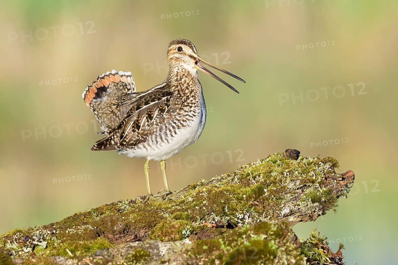 Wilson's Snipe (Gallinago delicata) calling, British Columbia, Canada
