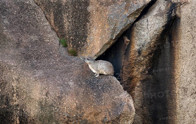 Rock hyrax (Procavia capensis) sitting on a rock, Kopje, Serengeti National Park, Tanzania