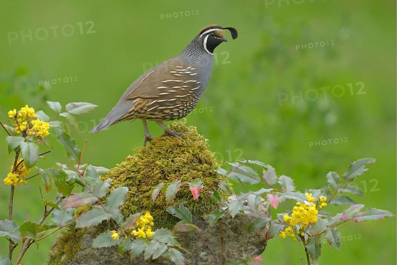 California Quail (Callipepla californica) male, British Columbia, Canada