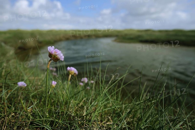 Sea campion (Armeria maritima) on the shore of a pond, landscape, Nationaal Park Duinen, Texel, North Holland, Netherlands