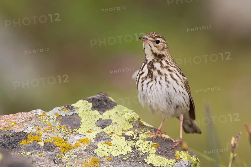 Tree Pipit - Baumpieper - Anthus trivialis, Kazakhstan