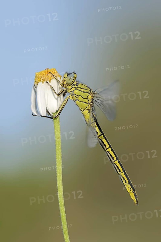 Western clubtail (Gomphus pulchellus), female, Provence, southern France