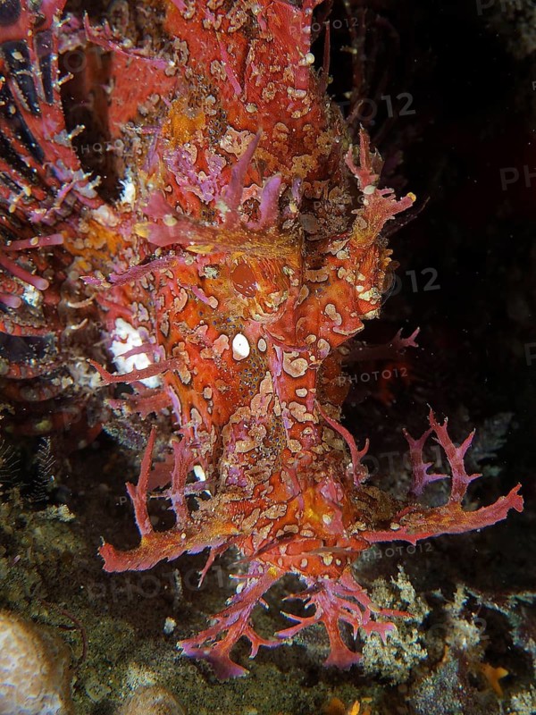 Tentacled scorpionfish (Rhinopias frondosa)