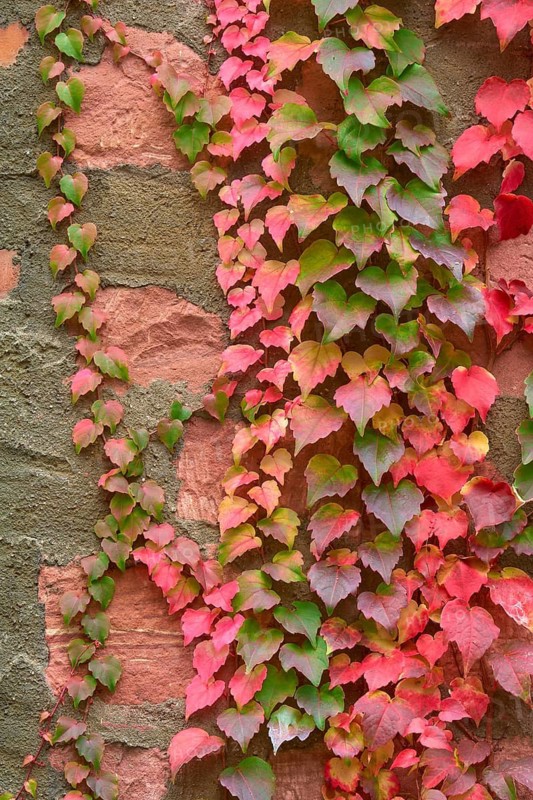 Wild Vine climbing plant on a wall with autumnal colours, leaves in green, red and pink, Spessart, Bavaria, Germany