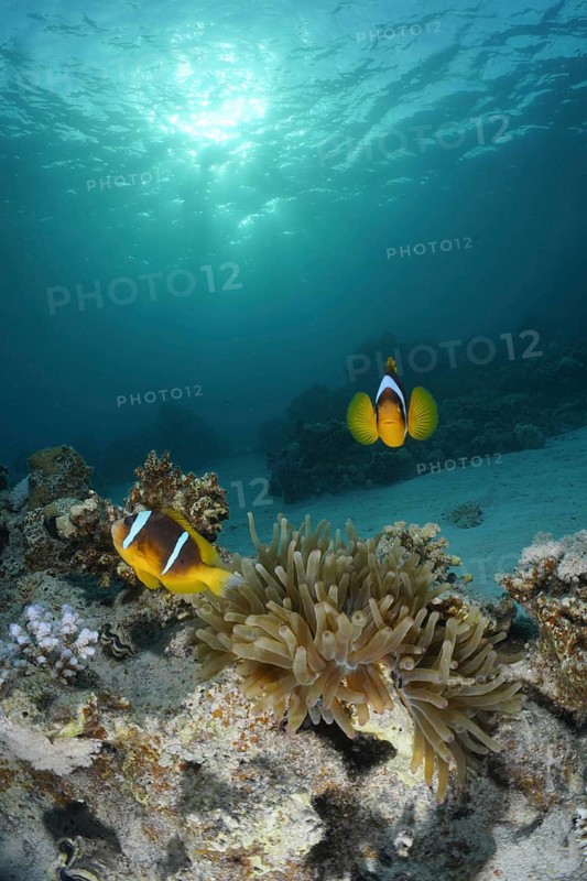 Red sea anemonefish (Amphiprion bicinctus)