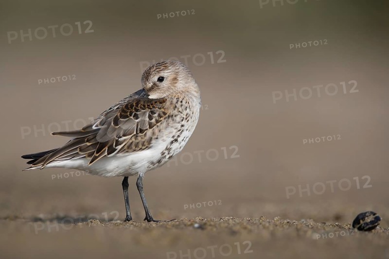 Dunlin (Calidris alpina) preening, Mecklenburg-Western Pomerania, Germany