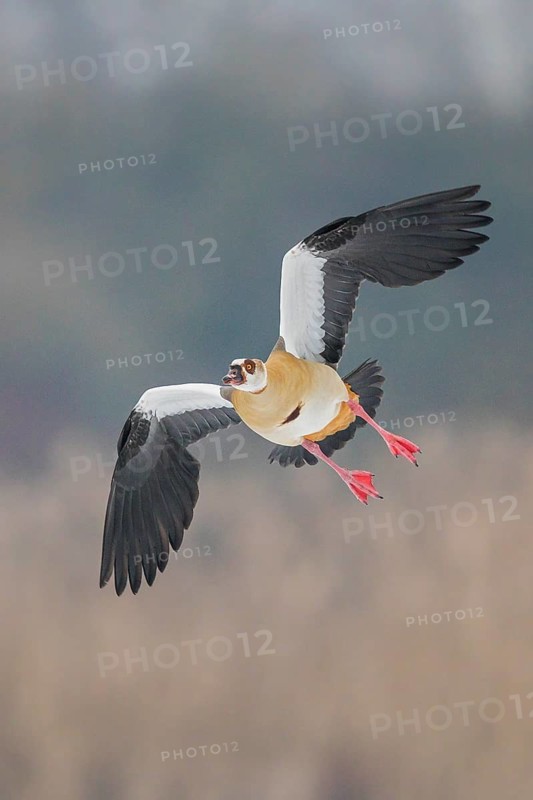 Egyptian Goose (Alopochen aegyptiaca) flying, Baden-Wuerttemberg, Germany