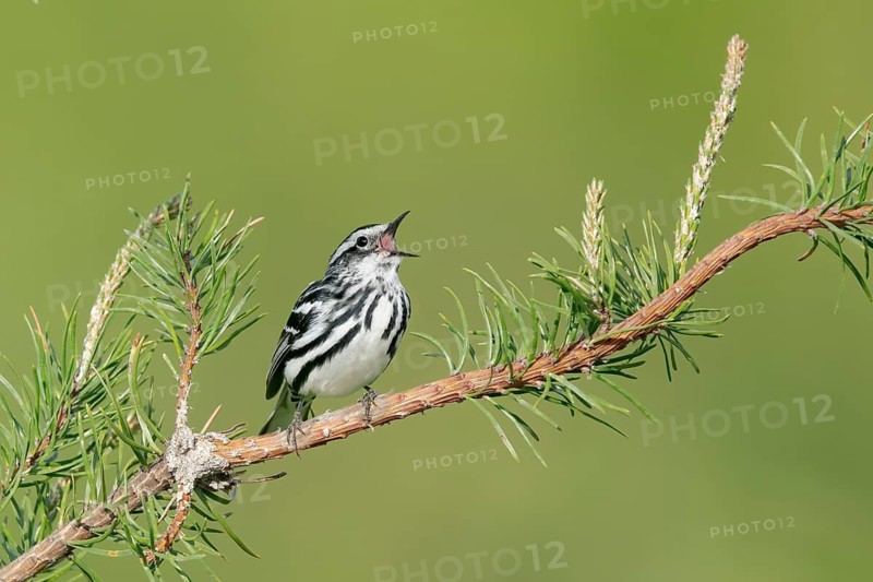 Black-and-white Warbler (Mniotilta varia) singing, Minnesota, USA