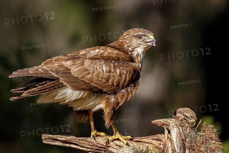Common Buzzard (Buteo buteo), perched on a branch, Castile and Leon, Spain