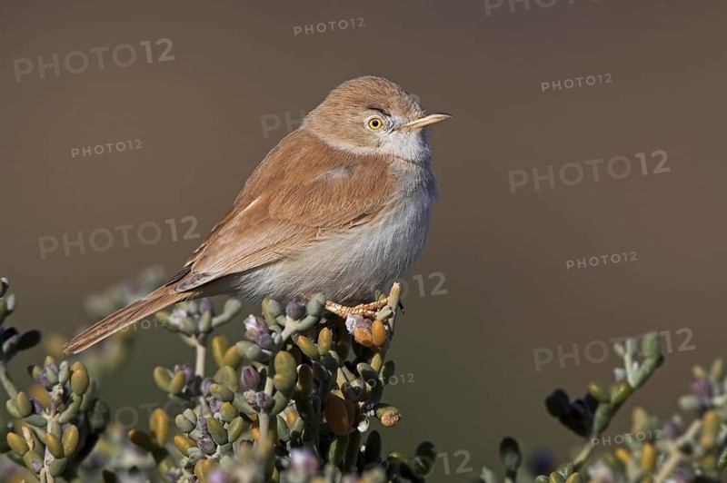 African Desert Warbler (Sylvia deserti), Morocco