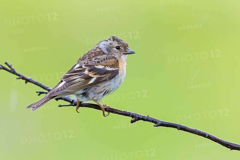 Mountain finch, Northern finch, finch family, (Fringilla montifringilla), animals, birds, songbirds, Varanger Bird Park, Finnmark, Norway